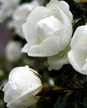 ����DIY�ʻ���Ĥ �������ս�������ɫ